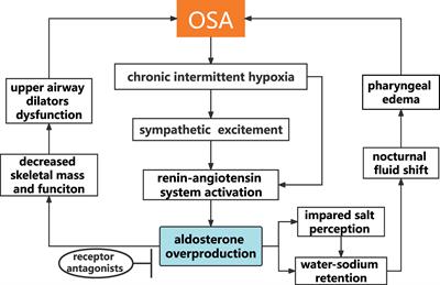 The Role of Aldosterone in OSA and OSA-Related Hypertension